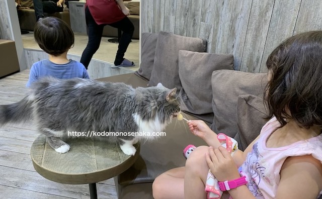 猫カフェで遊ぶ子ども